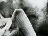 angel bird