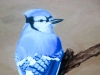 blue jay