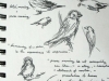 birds