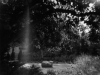 tree light